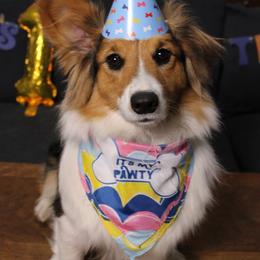 Maybelle - Black and tan female Pembroke Welsh Corgi puppy in Boyd, Texas from Barker's Corgis