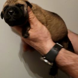 Evelyn - Wolfgray female Spanish Mastiff puppy in Prosperity, Pennsylvania from Prosperity Guardians