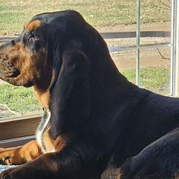 Basset Hounds from 14395 n. center rd