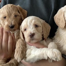 Goldendoodles from Adirondack Goldendoodles