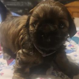 Boy 2 - Brindle male Shih Tzu puppy in Belleville, Michigan from Patricia's Heavenly Earth Angels