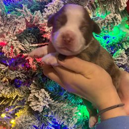 Maple - Red merle female Toy Australian Shepherd puppy in Princeton, Louisiana from Legacy Hill Aussies