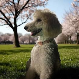 Iris - Poodle