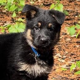 Blue - Black and red male German Shepherd puppy in Liberty Hill, Texas from Liberty Shepherds