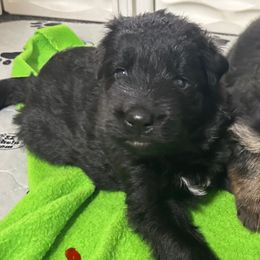 Boy 2  Red Collar - Black male German Shepherd puppy in Valley Springs, South Dakota from Von Pasch German Shepherds