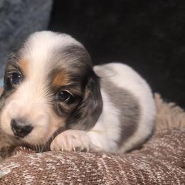 Malficent - Dapple female Dachshund puppy in Bigfork, Minnesota from Long Ears and Long Dogs Ranch