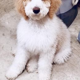 Goldendoodle Puppies from Bluebell Goldendoodles