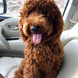 Ace - Goldendoodle