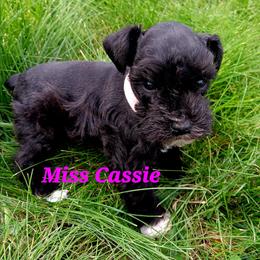 Miss Cassie - Black female Miniature Schnauzer puppy in Shoshone, Idaho from Debra Kruse's Miniature Schnauzers