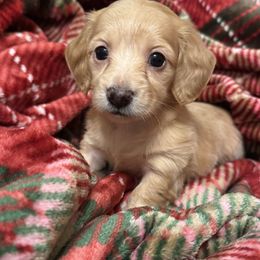 Hannah - Dapple female Dachshund puppy in Sumrall, Mississippi from Huckleberry Tails