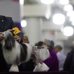 Chinese Cresteds and Lowchen from Sunkist Kennel