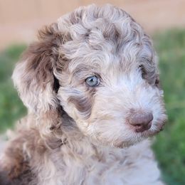 Aussiedoodle and Australian Shepherd Puppies from Western Doodles Utah
