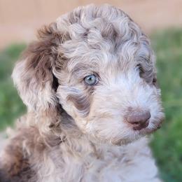 Aussiedoodle and Australian Shepherd Puppies from Western Doodles Utah