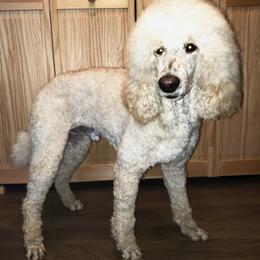 Poodles from Rines Ridge Poodles