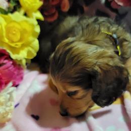 Dachshund Puppies from CLARK'S BREEDING PROGRAM