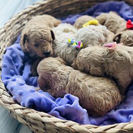 Biewer Terrier and Poodle Puppies from Alpha Tiny Paws