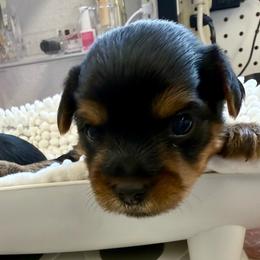 Milo - Black and tan male Yorkshire Terrier puppy in Walla Walla, Washington from Linda Sherman