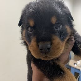 French Bulldog and Rottweiler Puppies from MBArotties_frenchies