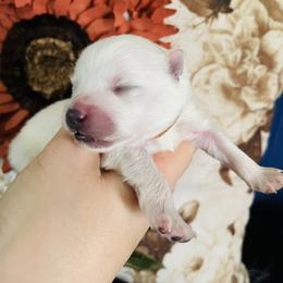 Cooper - White male Pomeranian puppy in St. Louis, Missouri from Saint Louis Pomeranian babies