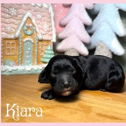 Kiara - Black female Cavapoo puppy in Clinton, Oklahoma from Enchanted Spaniels