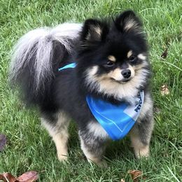 Mal-Shis, Pomeranians, Shih Tzus, and Yorkshire Terriers from Gibbs Gorgeous Paws LLC