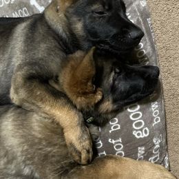 German Shepherds from Piotr's German Shepherd Dogs