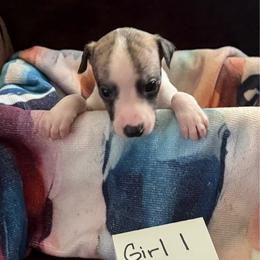 Girl 1 - Fawn brindle female Whippet puppy in Williamsport, Pennsylvania from Willowisp Whippets