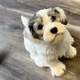 Pearl - White and badger female Sealyham Terrier puppy in Holden, Missouri from Thistle and Rock Sealyham Terriers