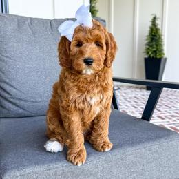 Ruby - Red  female Goldendoodle puppy in Bell Buckle, Tennessee from Precious Puptown Doodles