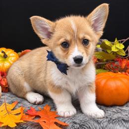 Milky Way - Sable and white male American Corgi puppy in Missouri from Country Legends Aussies & Corgis