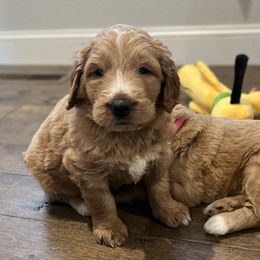 Saint Berdoodle Puppies from Highland Ridge Doodles