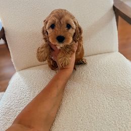 Tori - Cream Cockapoo puppy in Plant City, Florida from The Perks of Pups