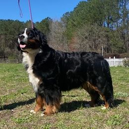 Ula - Bernese Mountain Dog
