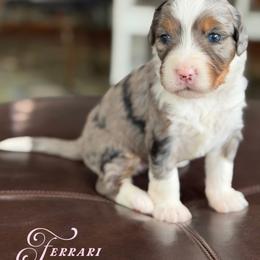 Ferrari - Blue merle female Bernedoodle puppy in Henry, Illinois from Rowe Farms Doodles