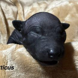 Boy 1 - male American Hairless Terrier puppy in Buckingham, Illinois from Gaus Hof