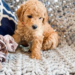 Aussiedoodle, Goldendoodle, Poodle, and Saint Berdoodle Puppies from Rocky Ridge Ranch