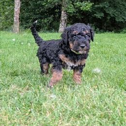Luna - Black phantom female Aussiedoodle puppy in Yacolt, Washington from Aussiedoodles by Maggie