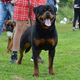Dingo - Rottweiler