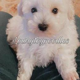 Poodle Puppies from Lowry Toy Poodles