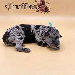 Truffles - Blue merle male Aussiedoodle puppy in Paragould, Arkansas from AC Doodles & Corgis