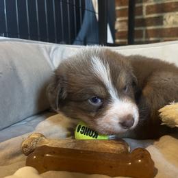 Australian Shepherd Puppies from Quiet Cove Kennels