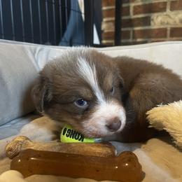 Australian Shepherd Puppies from Quiet Cove Kennels