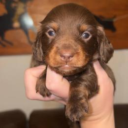 Theodore - Chocolate and tan male Dachshund puppy in Goldthwaite, Texas from Mini Mama Dachshunds