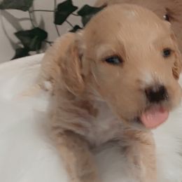 Goldendoodles from Wesley Doodles