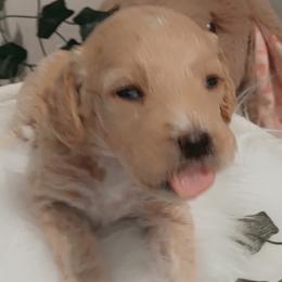 Goldendoodles from Wesley Doodles