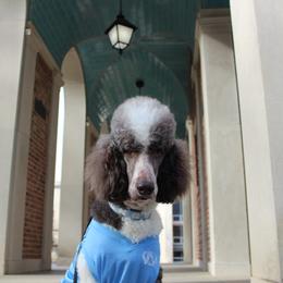 Ricoché - Poodle