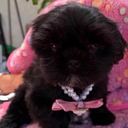 Ebony - Black female Shih Tzu puppy in Hemet, California from Aloha Shih Tzu