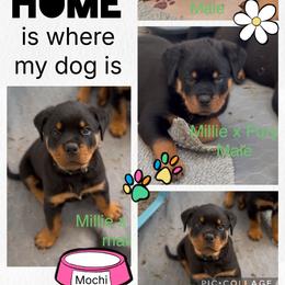Green collar male - Black and mahogany male Rottweiler puppy in Birmingham, Alabama from K&B Rotts