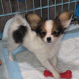Buck - White and sable male Papillon puppy in Central Florida, Florida from Sunshine Papillons