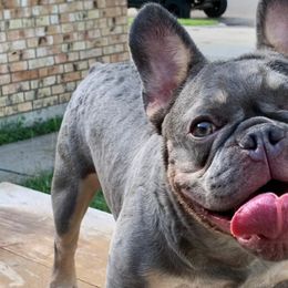 French Bulldogs from HarlingenFrenchies956